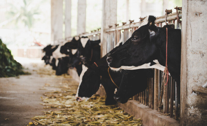 Programa de genética bovina oferece subsídio a produtores da região de Jaguaraçu